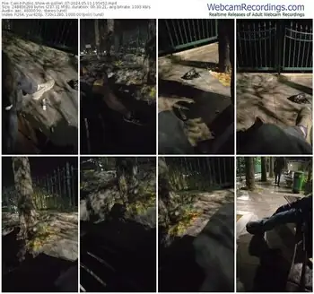 cam4-pollen_07-05-11-2024-19-54-52