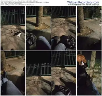 cam4-pollen_07-11-30-2024-19-11-16