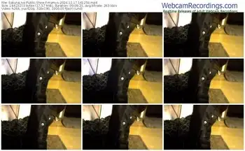 sakuralive-mamys-12-17-2024-16-12-59