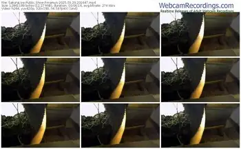 sakuralive-mamys-03-29-2025-20-16-47