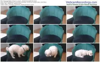 showup-_xixixi_-05-23-2024-06-07-00