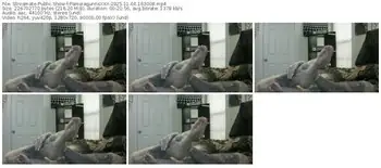 streamate-pamelagunnsxxx-11-04-2025-16-30-08