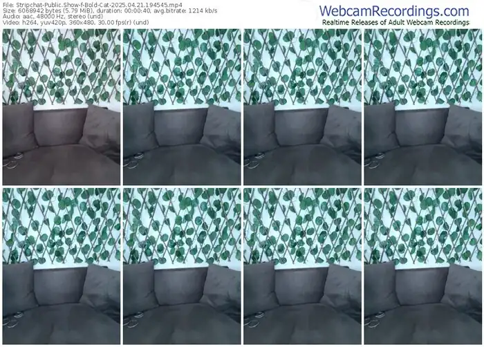 stripchat-bold-cat-04-21-2025-19-45-45