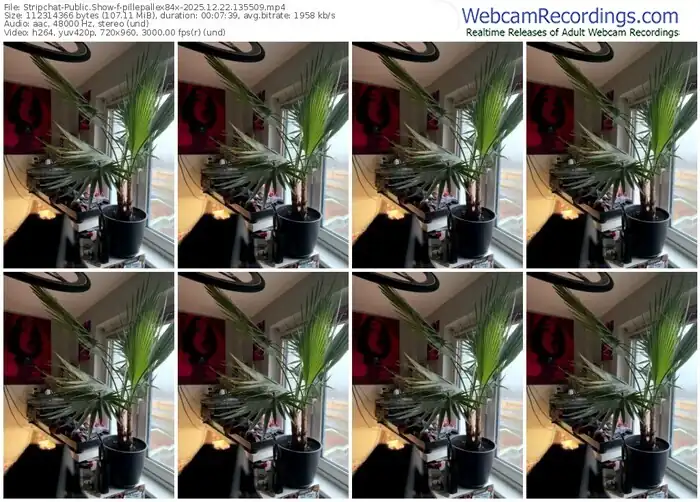 stripchat-pillepallex84x-12-22-2025-13-55-09